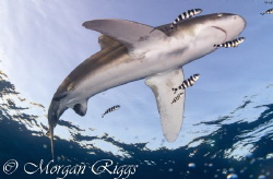 A snapshot after this oceanic whitetip blindsided me by Morgan Riggs 